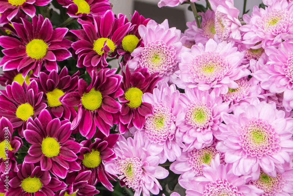 Fresh big pink chrysanthemum closeup
