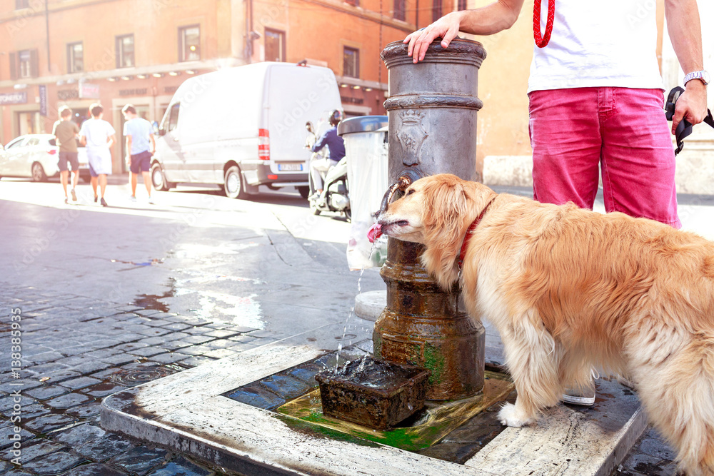 Ταπετσαρία Cute dog drinks water from a fountain in Rome, Italy
