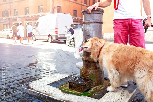 Photography Cute dog drinks water from a fountain in Rome, Italy