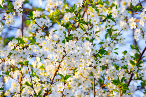 Many white cherry blossoms on blue sky.