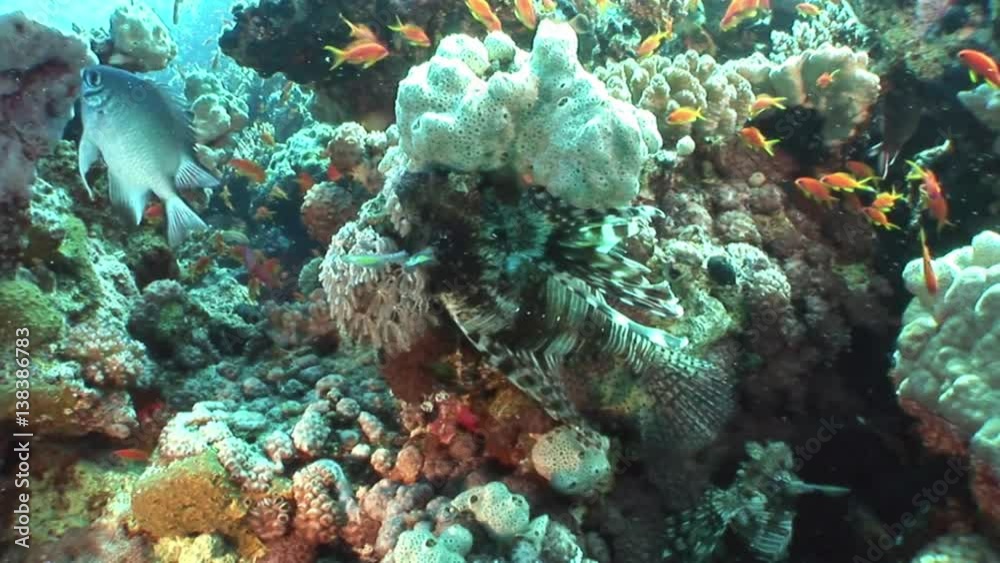 School of yellow fish on background underwater landscape in Red sea. Swimming in world of colorful beautiful world of coral reefs and algae. Inhabitants in search of food. Abyssal diving. School of yellow fish on background underwater landscape in Red sea. Swimming in world of colorful beautiful world of coral reefs and algae. Inhabitants in search of food. Abyssal diving.