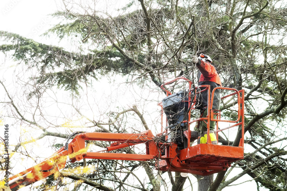 gardener utility worker pruning trees with safety equipment in crane vehicle in city park gardener utility worker pruning trees with safety equipment in crane vehicle in city park