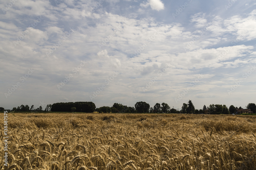 Fototapeta premium Campo di Grano
