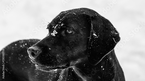 Black Labrador Dog Searching for and Playing with her Toy in the Snow