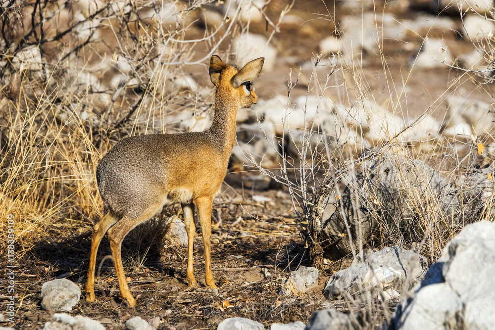 A female kirk's dik-dik antelope, smallest in the world, standing in the bush. Etosha National Park in Nambia, Africa A female kirk's dik-dik antelope, smallest in the world, standing in the bush. Etosha National Park in Nambia, Africa