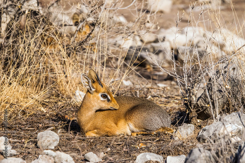 Male kirk's dik-dik antelope, smallest in the world, sitting in the bush. Etosha National Park in Nambia, Africa