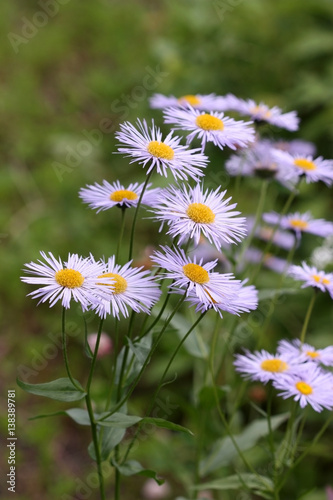 Erigeron Lilac on a green Vegetable background Vertically. Close up. Macro. Asteraceae Family. Compositae.