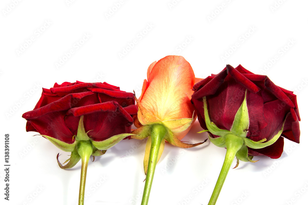 Red rose flower head . Petals Borderisolated on white background cutout Red rose flower head . Petals Borderisolated on white background cutout