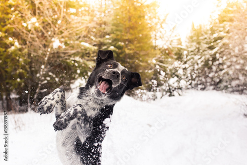 Dog on hind legs, playing in snowy landscape 