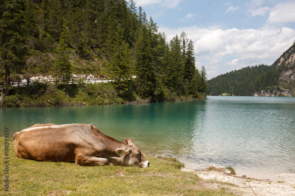 Cow near lake Pragser Wildsee in Italy Alps Cow near lake Pragser Wildsee in Italy Alps