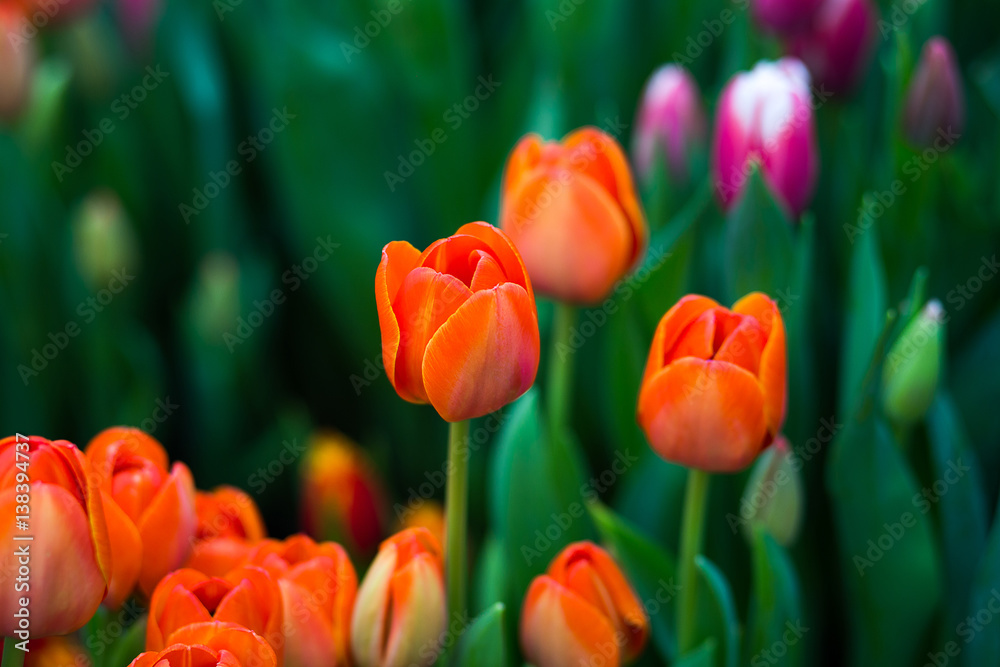 a lot of beautiful multicolored tulips growing on a field, in the garden, in the greenhouse,red,yellow,violet,orange,pink tulups,Springtime, lots of tulips,flowers concept a lot of beautiful multicolored tulips growing on a field, in the garden, in the greenhouse,red,yellow,violet,orange,pink tulups,Springtime, lots of tulips,flowers concept