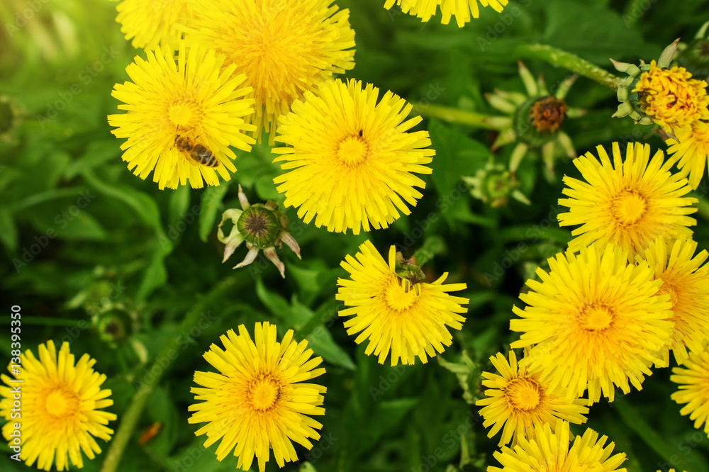 Yellow dandelion flowers in green grass. Yellow dandelion flowers in green grass.