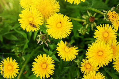 Yellow dandelion flowers in green grass.