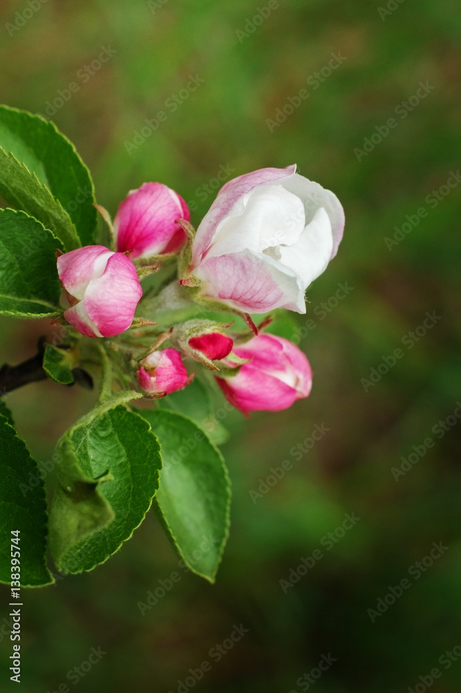 Blooming branch of Apple tree in spring garden. Blooming branch of Apple tree in spring garden.