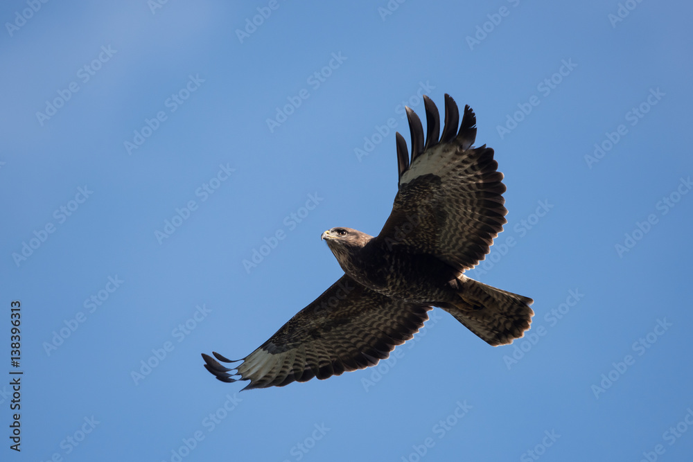 Fototapeta premium Common Buzzard, Buteo buteo
