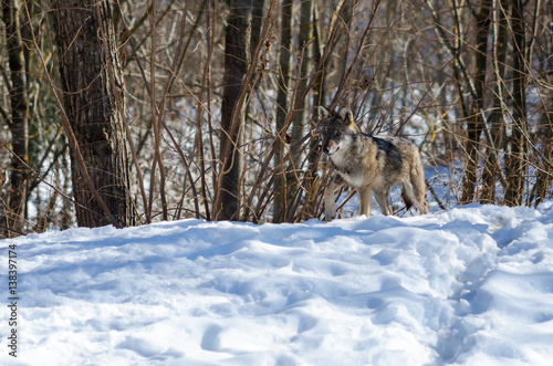 Young italian wolf  canis lupus italicus  in wildlife centre  Uomini e lupi  of Entracque  Maritime Alps Park  Piedmont  Italy 