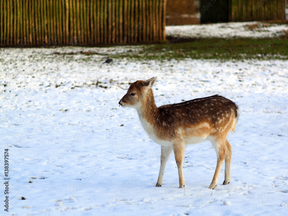 Fototapeta premium young deer in the snow