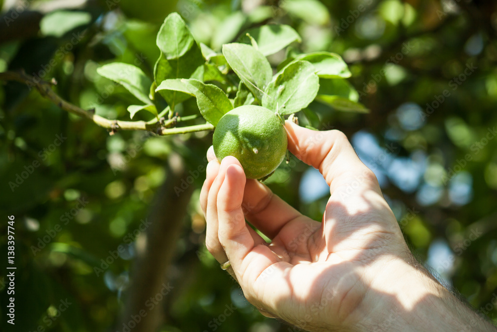 Green fresh lime on tree Green fresh lime on tree
