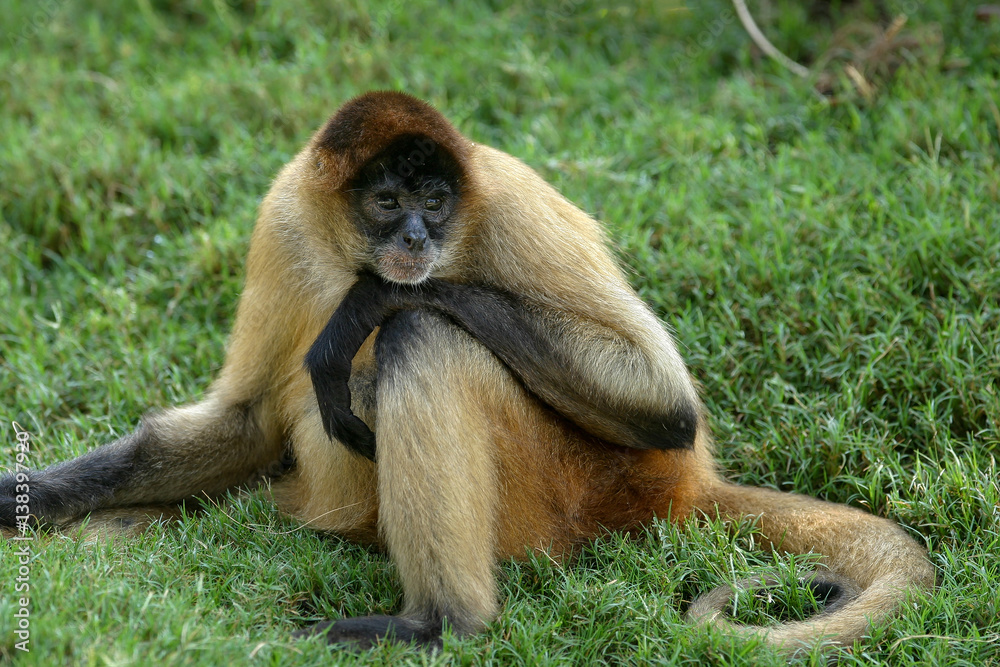 Monkey Monkey