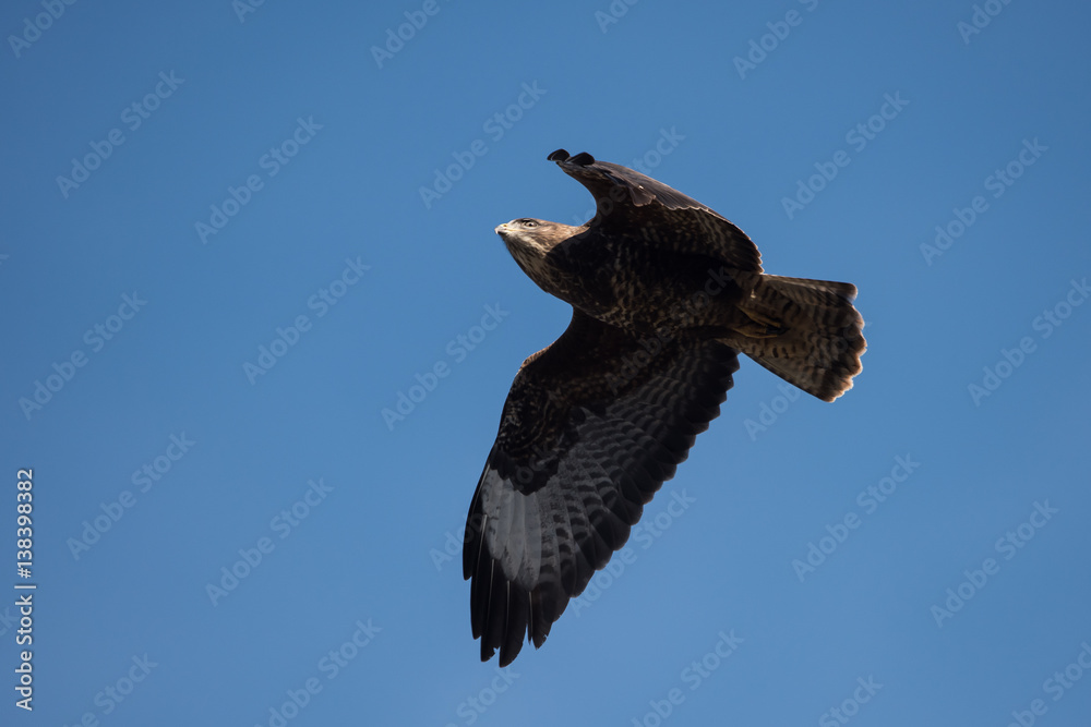 Fototapeta premium Common Buzzard, Buteo buteo