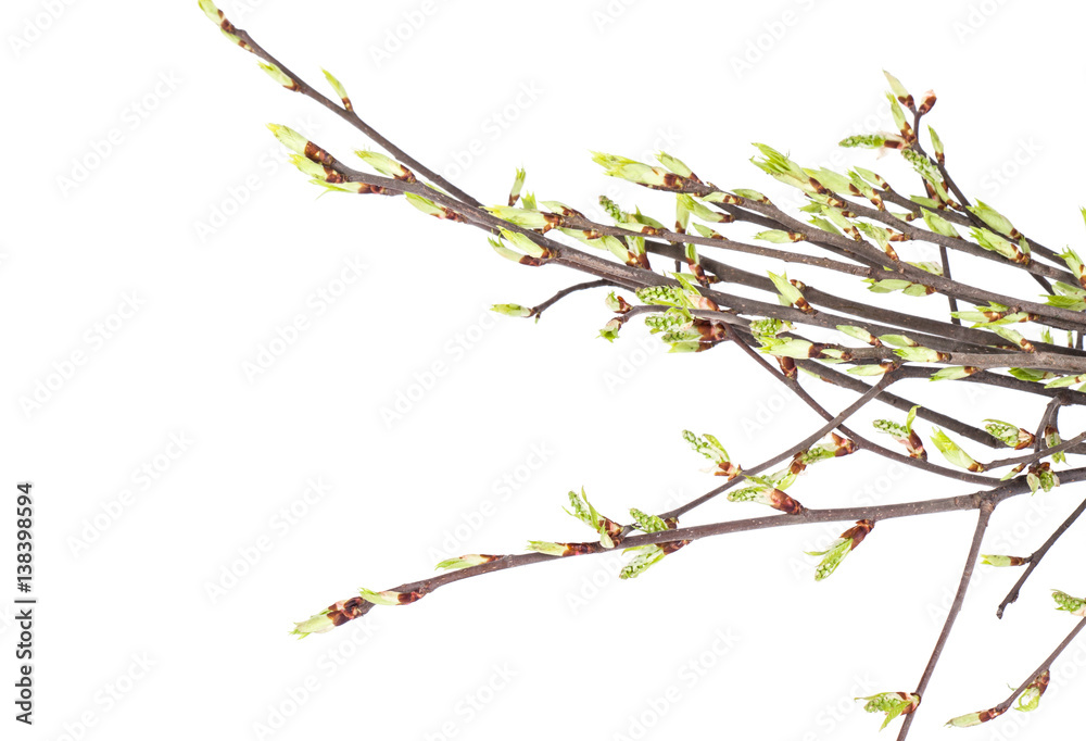 Spring branch isolated on white background