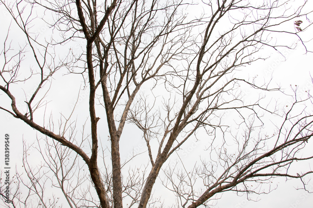 branch of treetop and sky ,white background of treetop