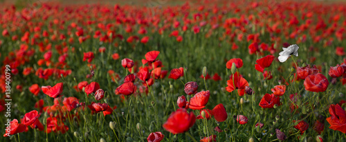 Summer field with a lot of red poppies blooming