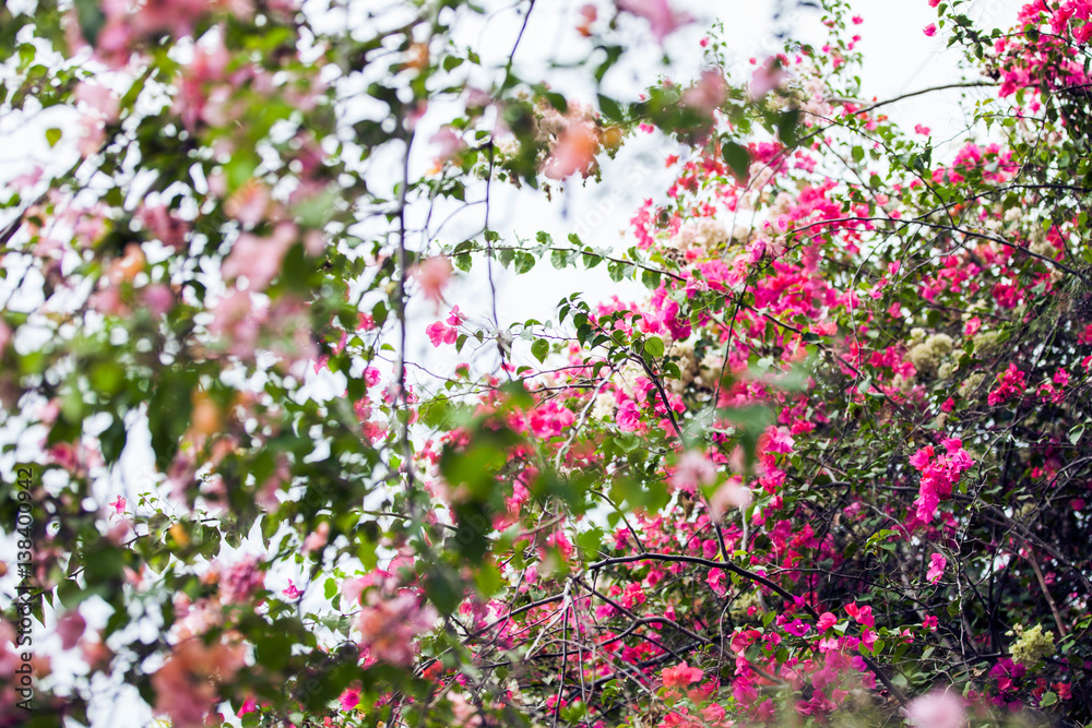 pink flowers pink flowers