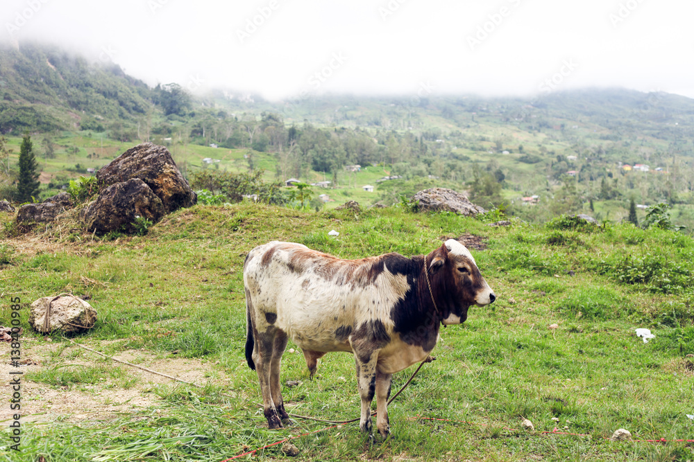 cow from the mountains