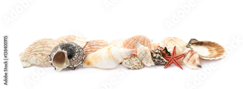 Line of sea shells isolated