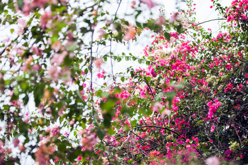 pink flowers
