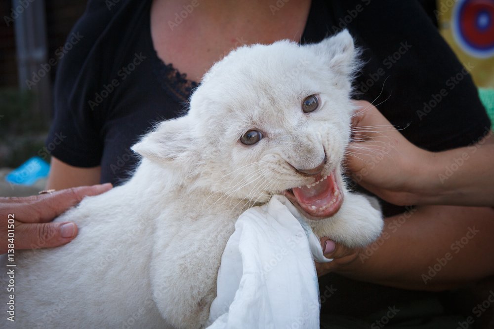White lion cubs born at the zoo
