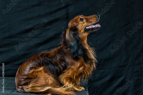 Wallpaper Mural Dachshund on a dark background Torontodigital.ca