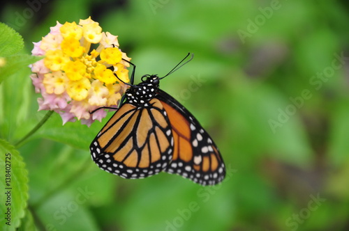 Mariposa sobre la flor © Subemontes