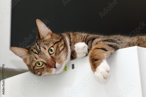 Striped cat on top of a fridge