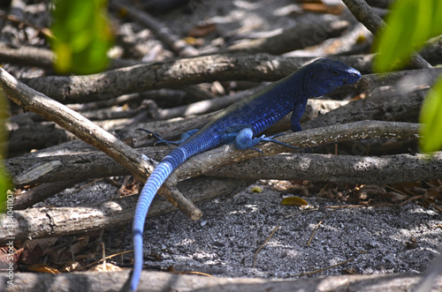 Iguana azul en Colombia