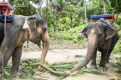 feeding elephant tourist tour koh phangan island Thailand