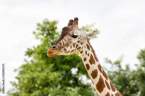 Giraffe © FPWing