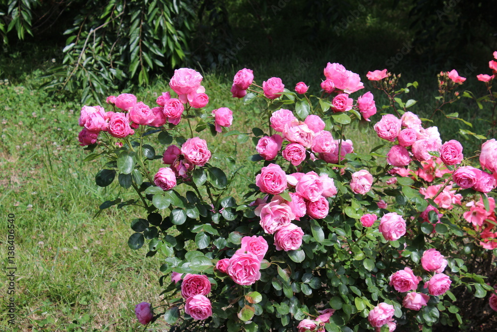 Rose bush, beautiful pink roses in a garden