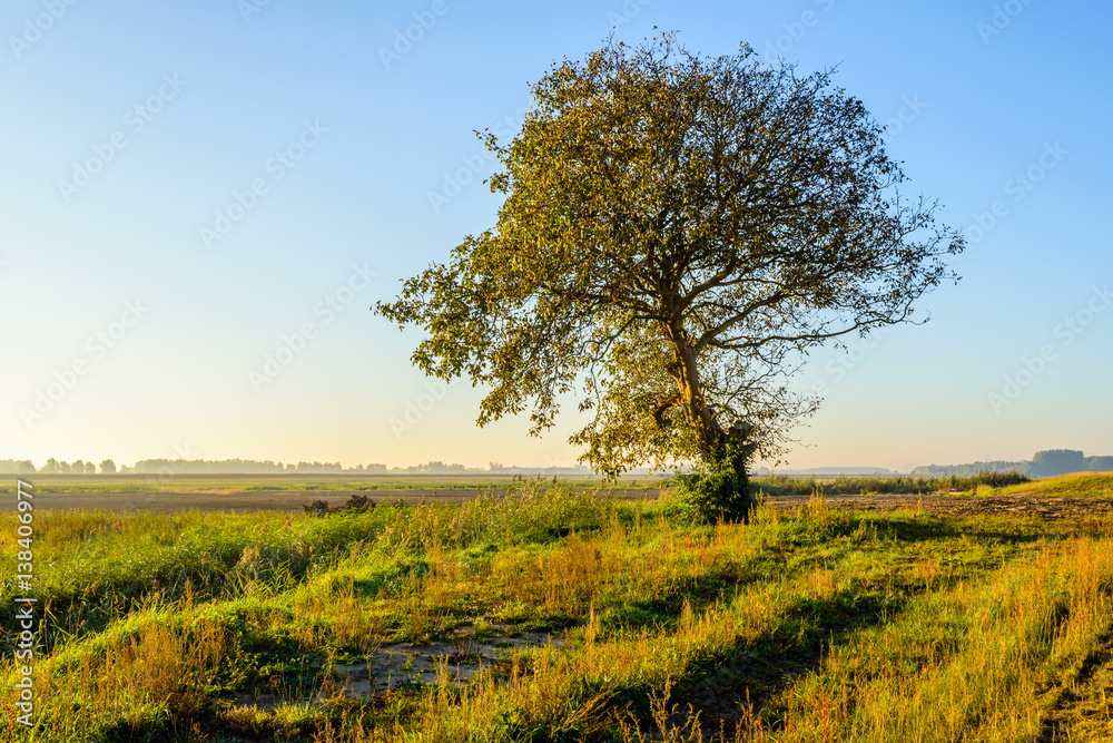 Fototapeta premium Picturesque rural landscape in the fall season with one tree