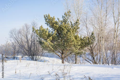 Coniferous winter forest. The wood in the winter under snow. © Sergey_Siberia88