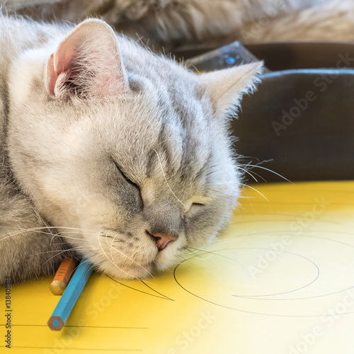British silver tabby shorthair Katze schläft auf den Hausaufgaben ein 