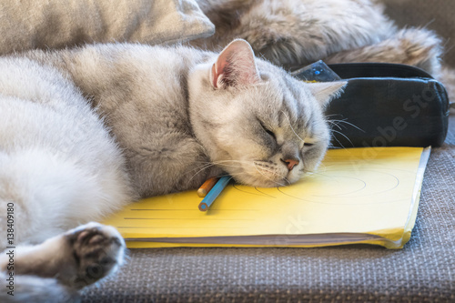 Fototapeta Naklejka Na Ścianę i Meble -  Mach mal Lernpause! British silver tabby shorthair Katze schläft auf den Hausaufgaben ein 