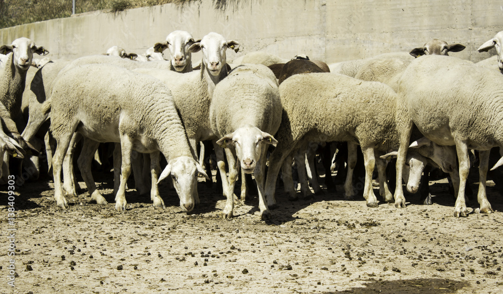 Ewe with lamb Ewe with lamb