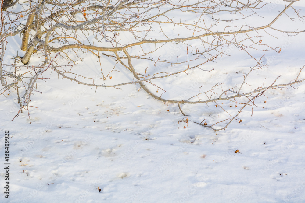 Obraz premium The frozen tree. In the winter the tree froze from cold.