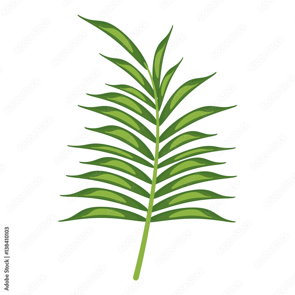 leave palm tropical flora vector illustration eps 10