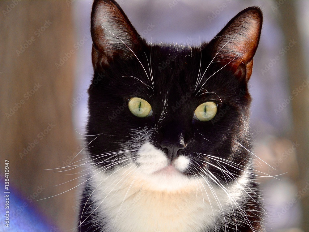 Gato negro y blanco Gato negro y blanco