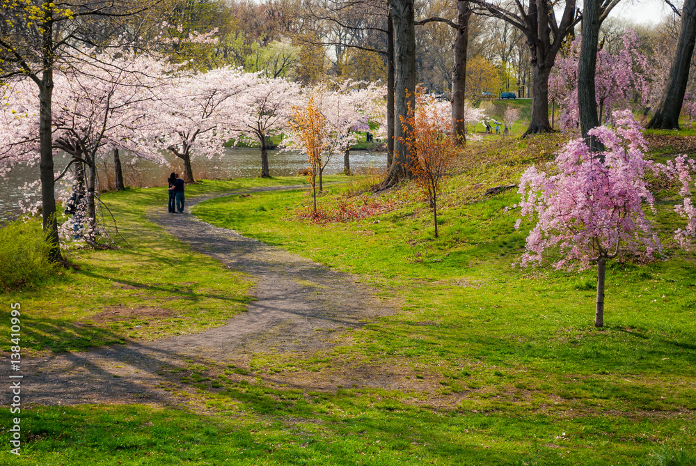Cherry Blossoms Trail