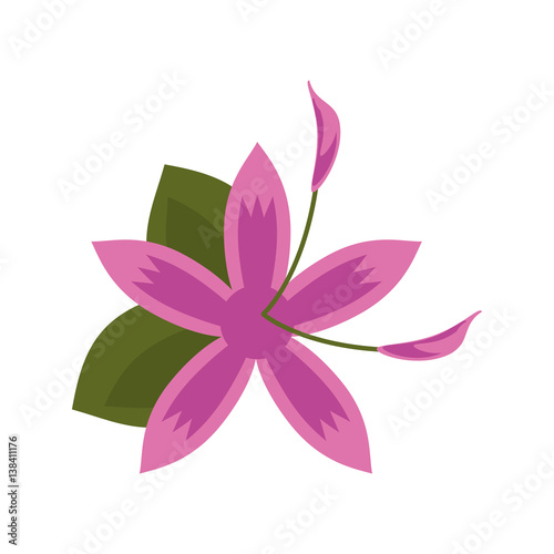 flower daylily beautiful flora vector illustration eps 10