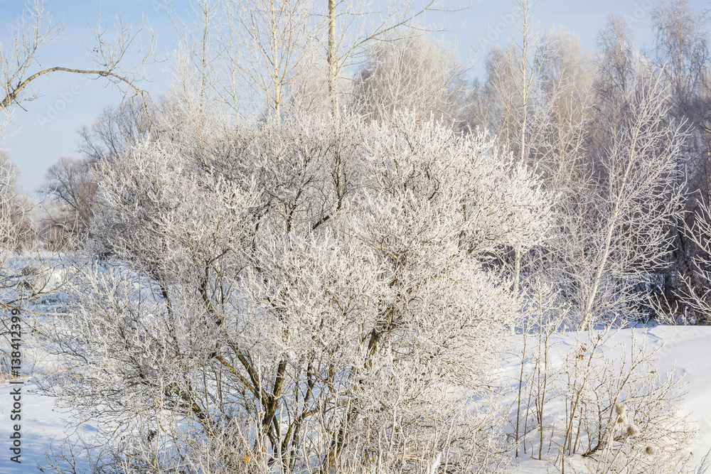 The frozen tree. In the winter the tree froze from cold. The frozen tree. In the winter the tree froze from cold.